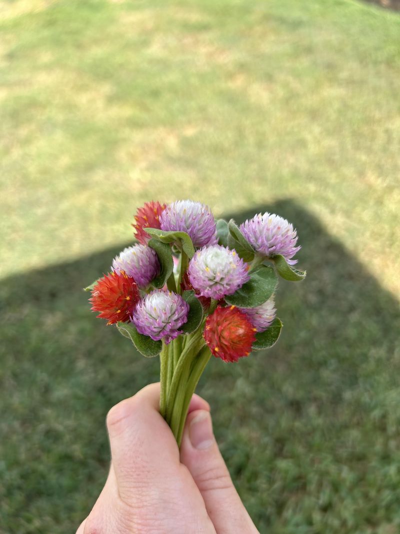 Long Stems Make Bundling And Arranging Easier