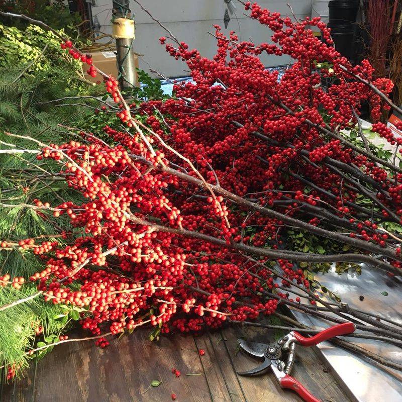 Long-Term Care For A Brighter Yard Each Year