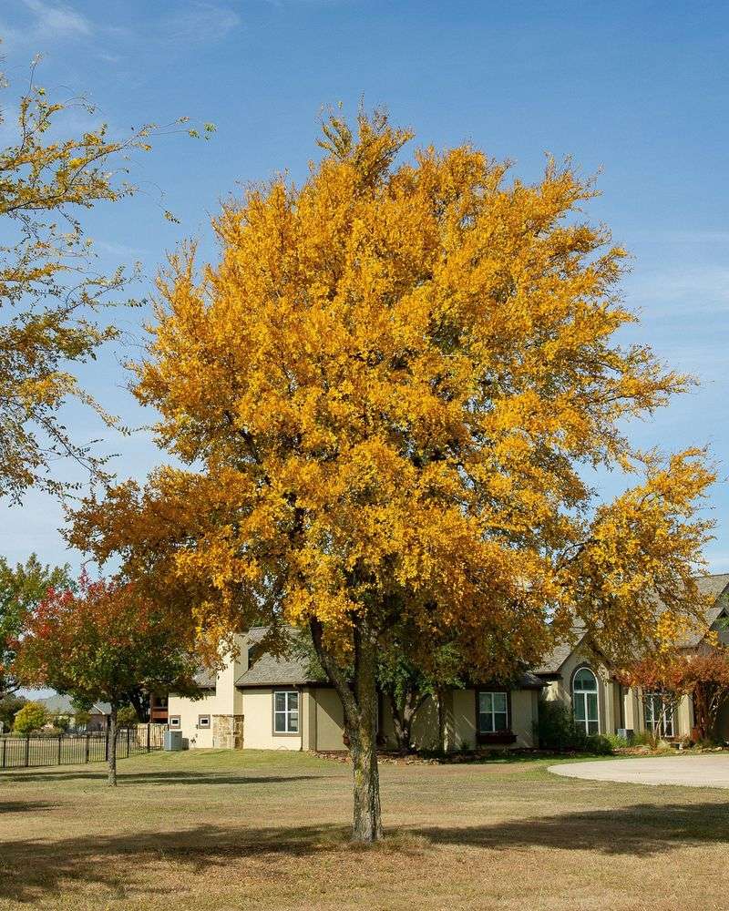 Long Term Care For A Happy Cedar Elm Long Term Care For A Happy Cedar Elm