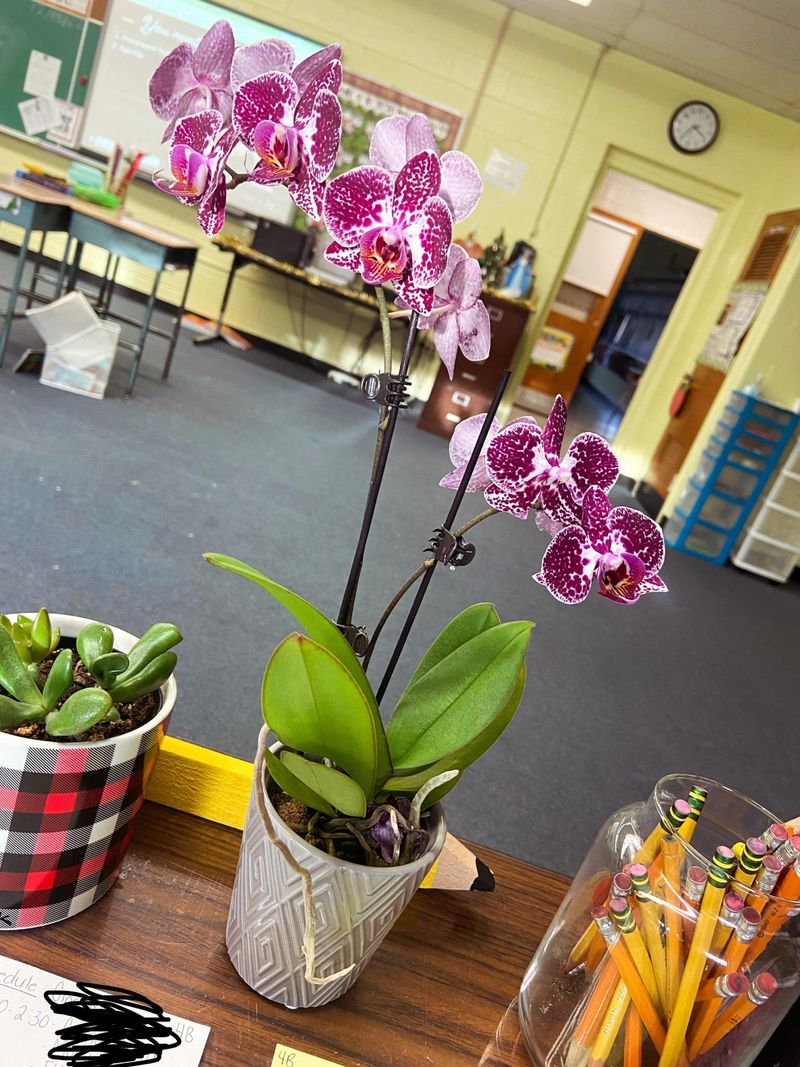 Long-Term Habits For Bloom Success