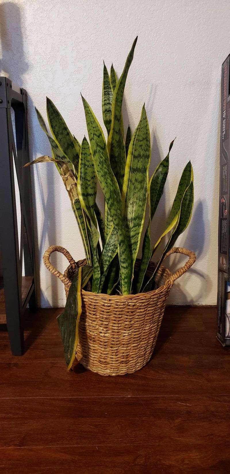 Long-Term Habits For Flat Healthy Leaves Long-Term Habits For Flat Healthy Leaves