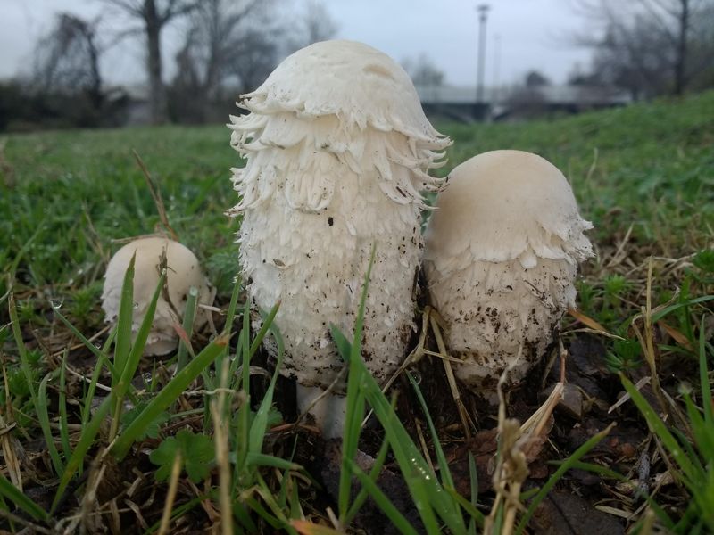 Long-Term Lawn Habits That Reduce Mushroom Surprises Long-Term Lawn Habits That Reduce Mushroom Surprises