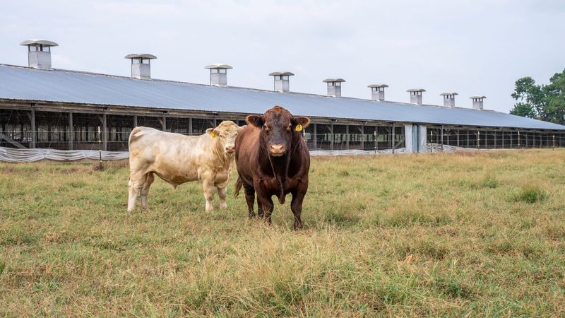 Long-Term Outlook For Alabama Farms And Families