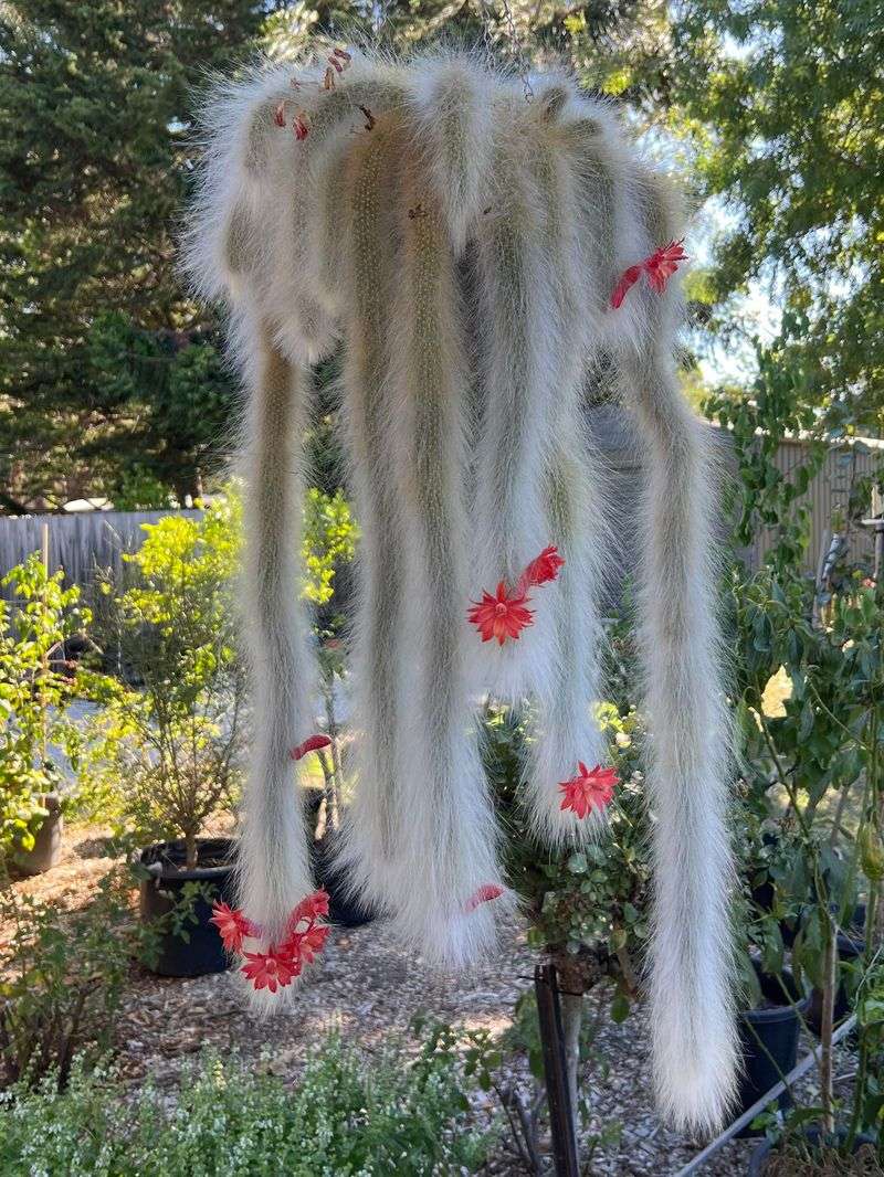 Long Trailing Stems Covered In Soft White Hair Are The Main Draw Long Trailing Stems Covered In Soft White Hair Are The Main Draw