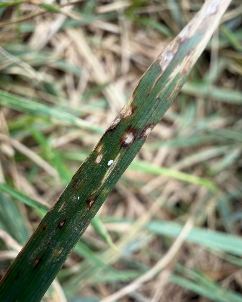 Long Wet Periods Give Fungi Time To Infect