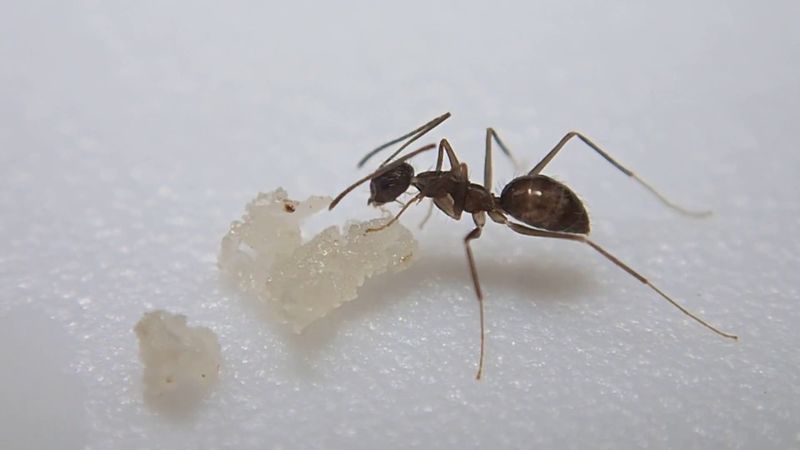 Longhorned Crazy Ants Are Already Established Here Longhorned Crazy Ants Are Already Established Here