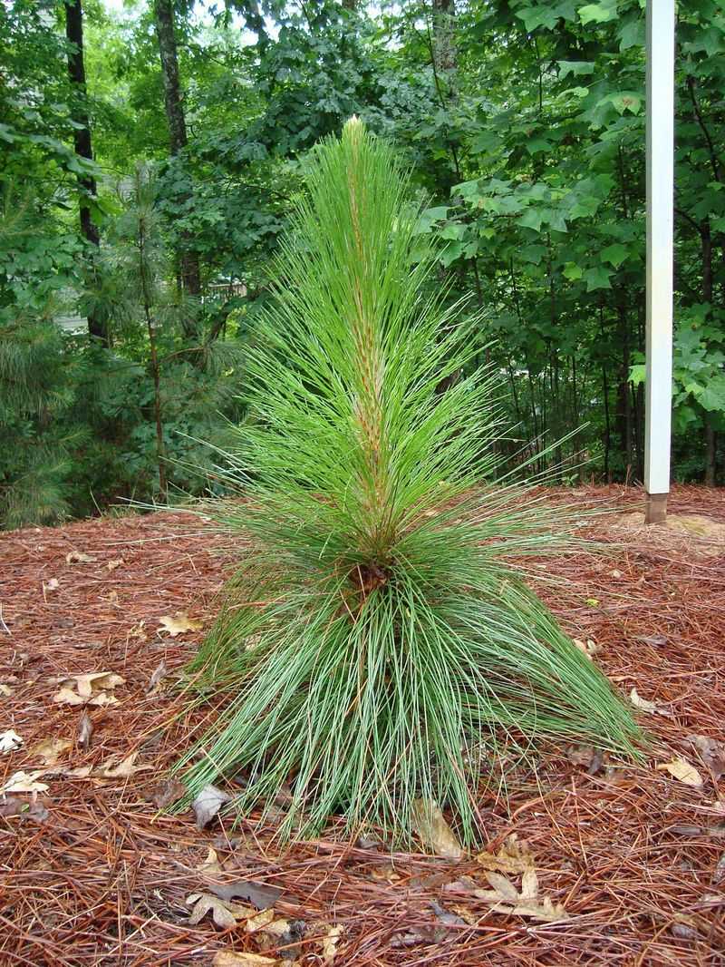 Longleaf Pine Seedlings Spend A Few Years In A Grassy Stage