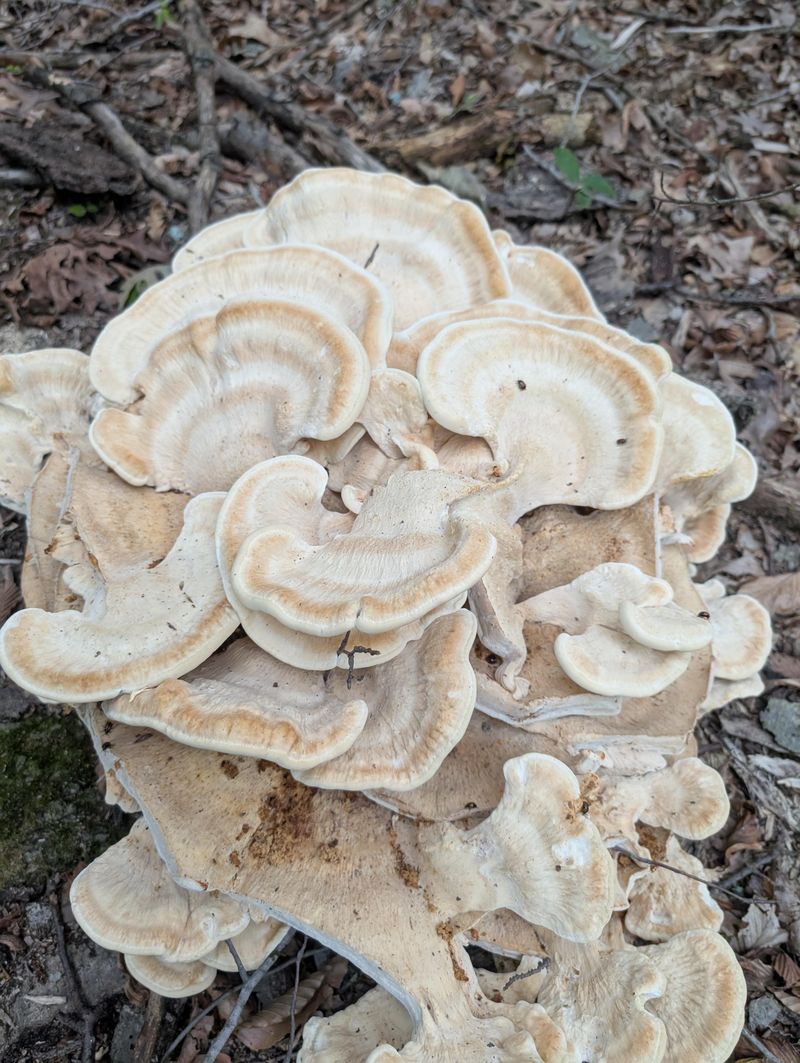 Look-Alikes Can Trick New Foragers