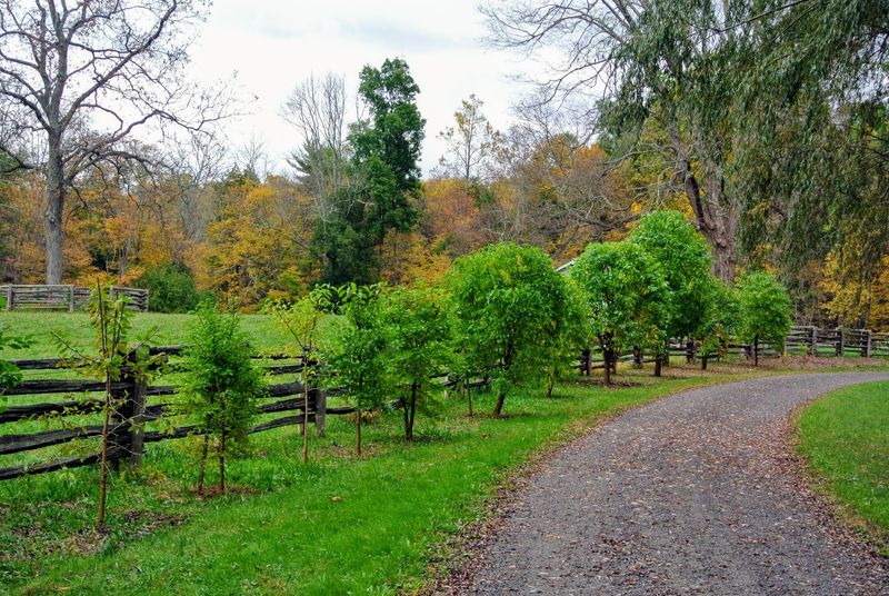 Look Along Old Fence Rows And Farm Field Edges Look Along Old Fence Rows And Farm Field Edges