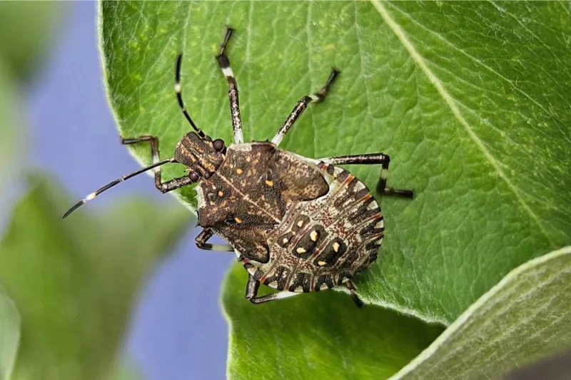 Look At The Edges Of The Abdomen