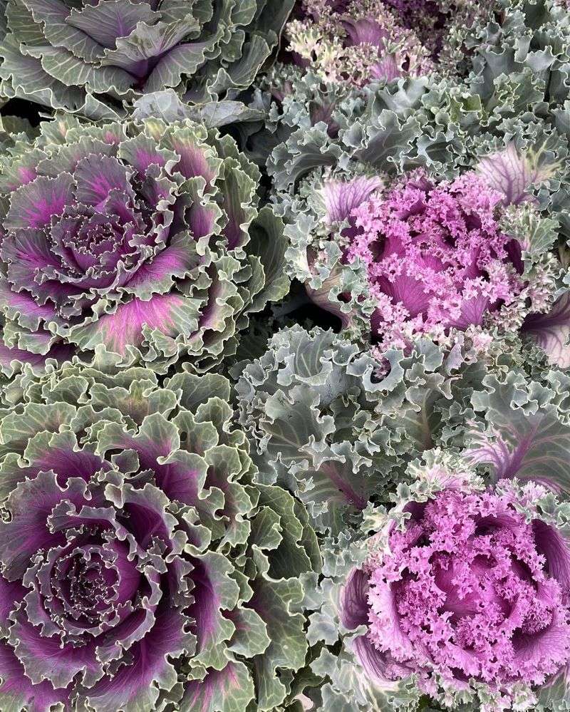 Look Deep In The Center Of Ornamental Kale And Cabbage Look Deep In The Center Of Ornamental Kale And Cabbage