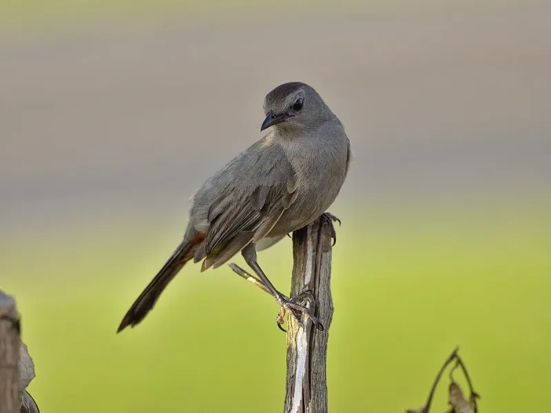 Look For A Black Cap And A Rusty Patch Under The Tail Look For A Black Cap And A Rusty Patch Under The Tail