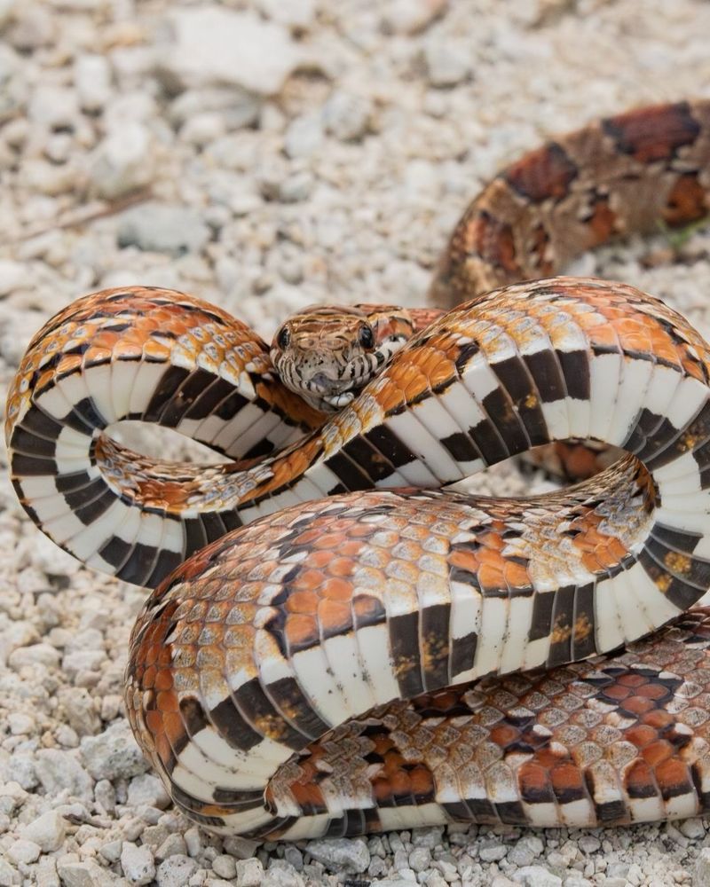 Look For A Checkerboard Belly