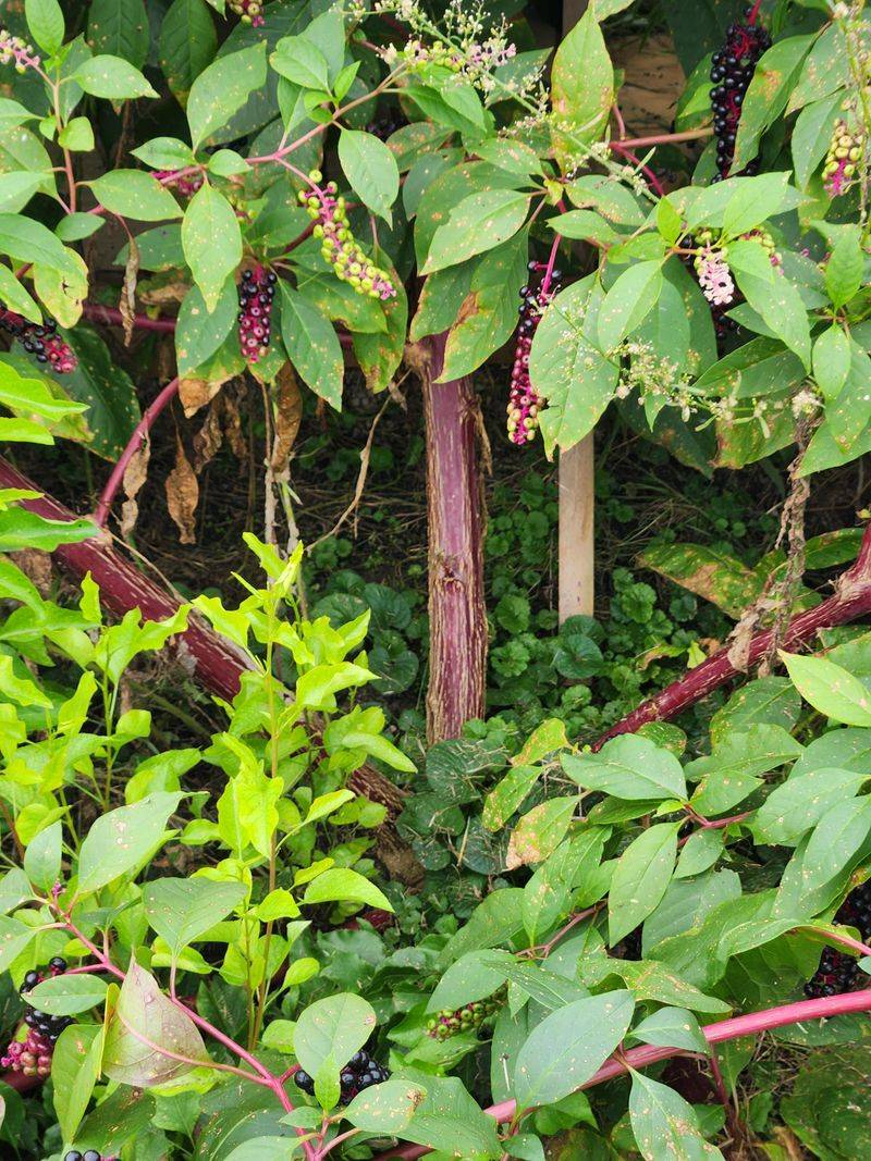 Look For A Thick, Red Stem