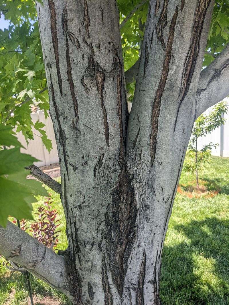 Look For A Tight V Where Two Trunks Meet