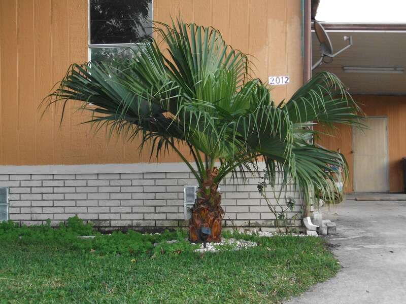 Look For An 8-2-12-4Mg Palm Fertilizer Look For An 8-2-12-4Mg Palm Fertilizer