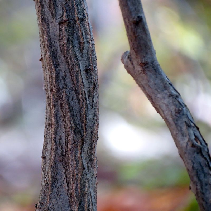 Look For Bluish-Gray Bark With Pale And Dark Patches Look For Bluish-Gray Bark With Pale And Dark Patches