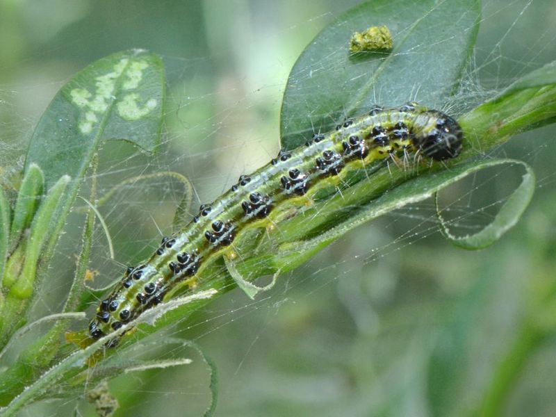Look For Bright Green Caterpillars With Black Markings Look For Bright Green Caterpillars With Black Markings