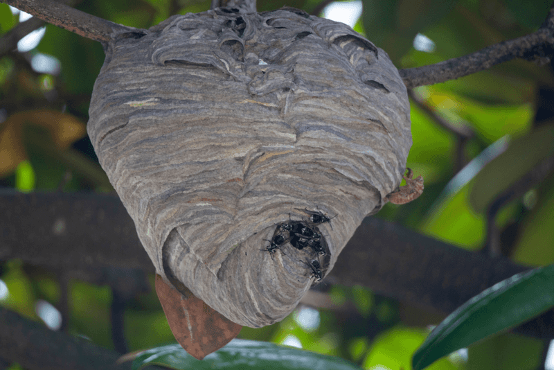 Look For Clues That Separate Honeybees From Wasps Or Hornets Look For Clues That Separate Honeybees From Wasps Or Hornets