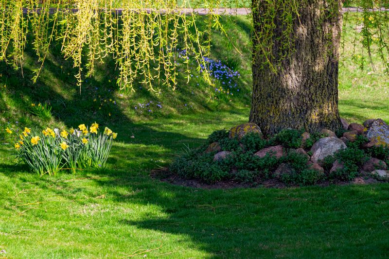 Look For Daffodils, Daylilies And Yucca Underneath Look For Daffodils, Daylilies And Yucca Underneath