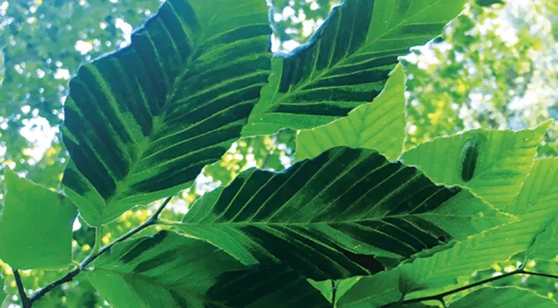 Look For Dark Bands Between The Leaf Veins Look For Dark Bands Between The Leaf Veins