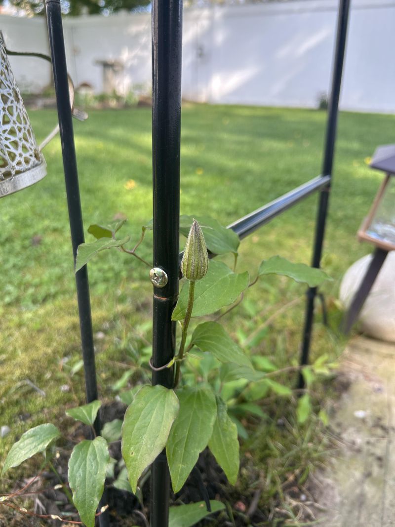 Look For Fat Buds To Guide Every Snip Look For Fat Buds To Guide Every Snip