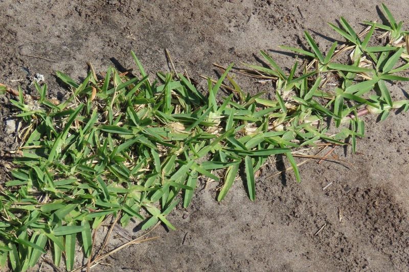 Look For Folded, V-Shaped Leaf Blades