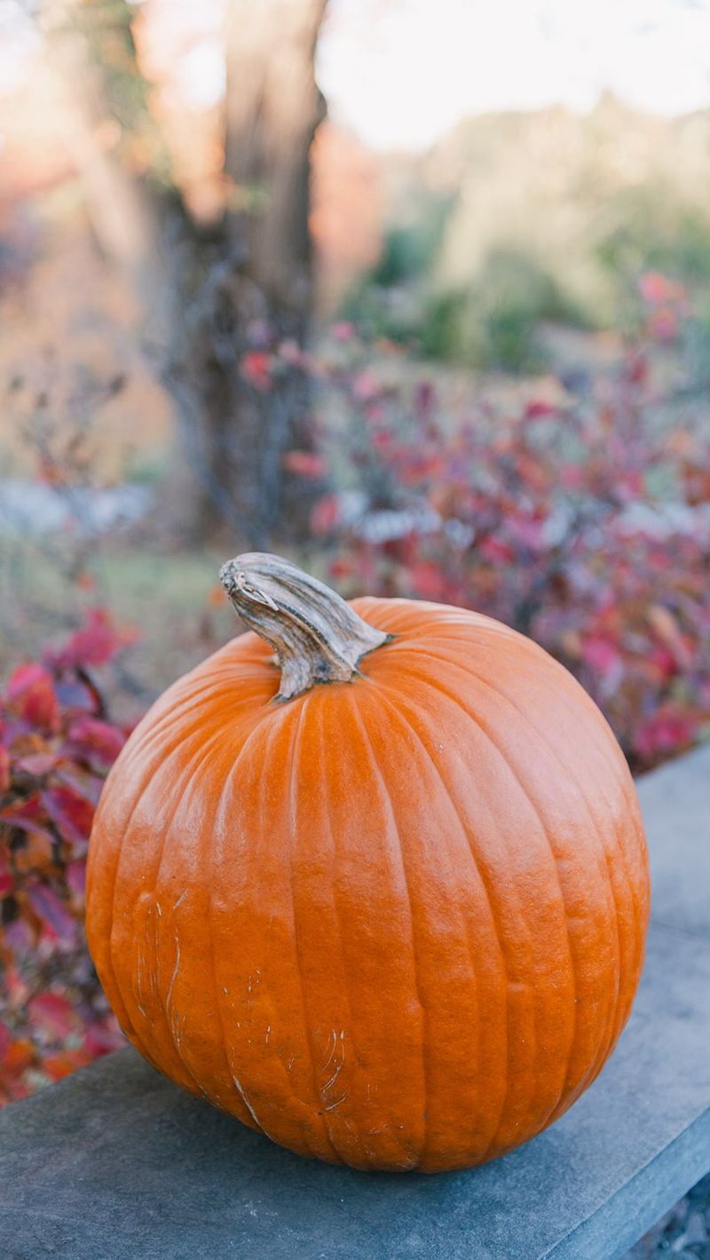 Look For Full Color And A Hard Rind On Pumpkins