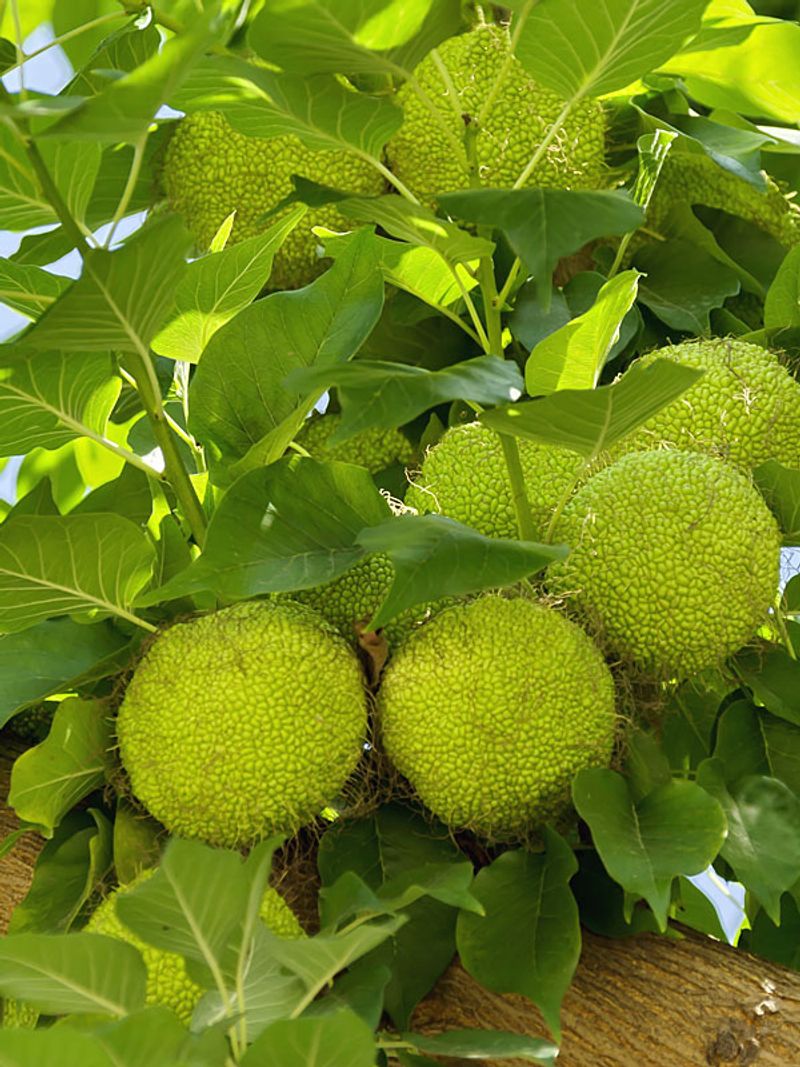 Look For Glossy, Dark Green Leaves With Pointed Tips Look For Glossy, Dark Green Leaves With Pointed Tips