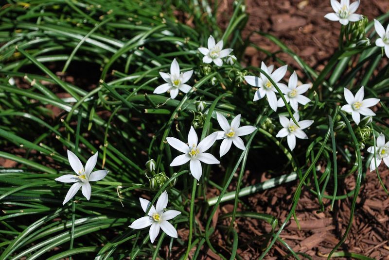 Look For Grassy Leaves With A White Stripe Down The Middle