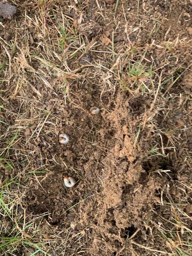Look For Grubs And Chinch Bugs Look For Grubs And Chinch Bugs