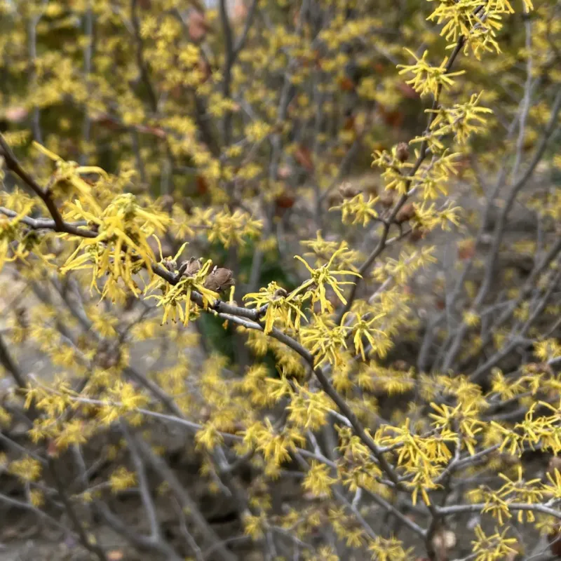 Look For Its Plants At Garden Centers And Arboretums