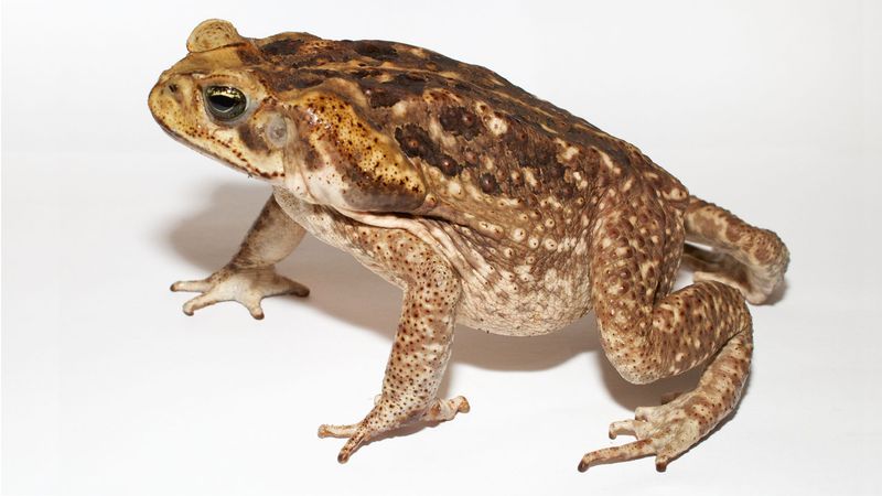 Look For Large, Triangular Glands On The Shoulders