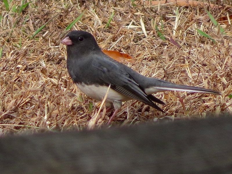 Look For Slate-Gray Feathers With A Flash Of White In Flight Look For Slate-Gray Feathers With A Flash Of White In Flight