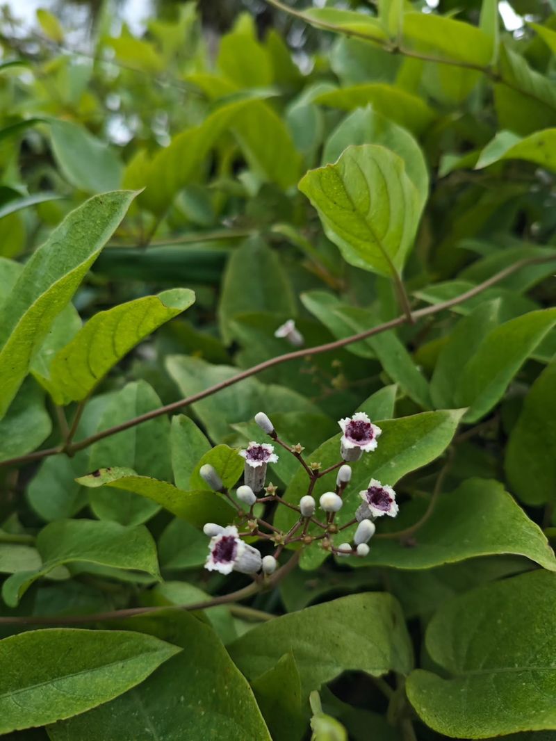 Look For Small Lilac Or Grayish Pink Flowers