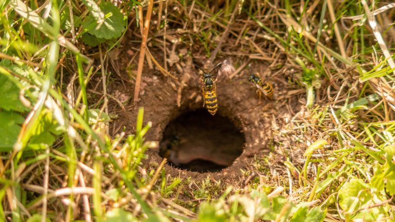 Look For Steady Traffic Into A Ground Hole Look For Steady Traffic Into A Ground Hole