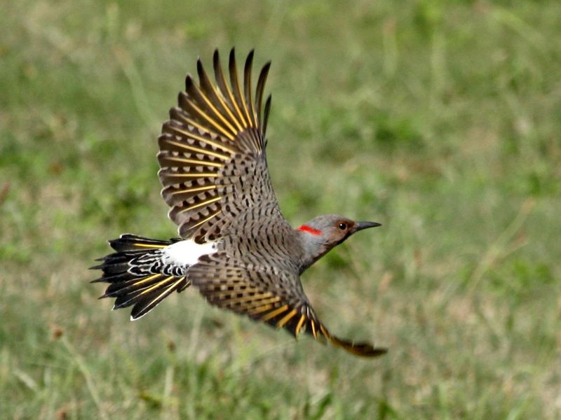 Look For The White Rump When It Flies Look For The White Rump When It Flies