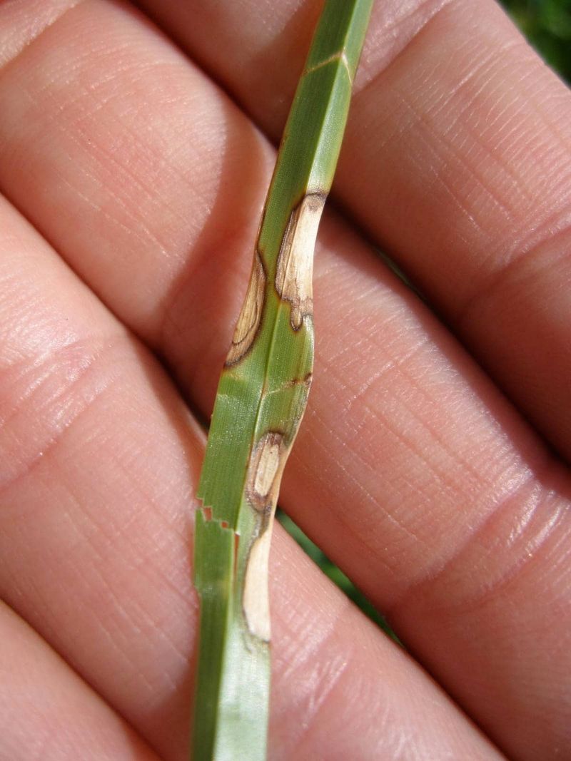 Look For Tiny Brown Spots That Stretch Along The Blade