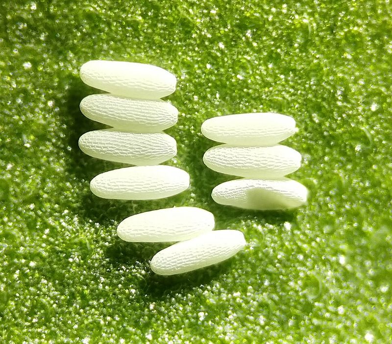 Look For Tiny White Eggs Under The Leaves