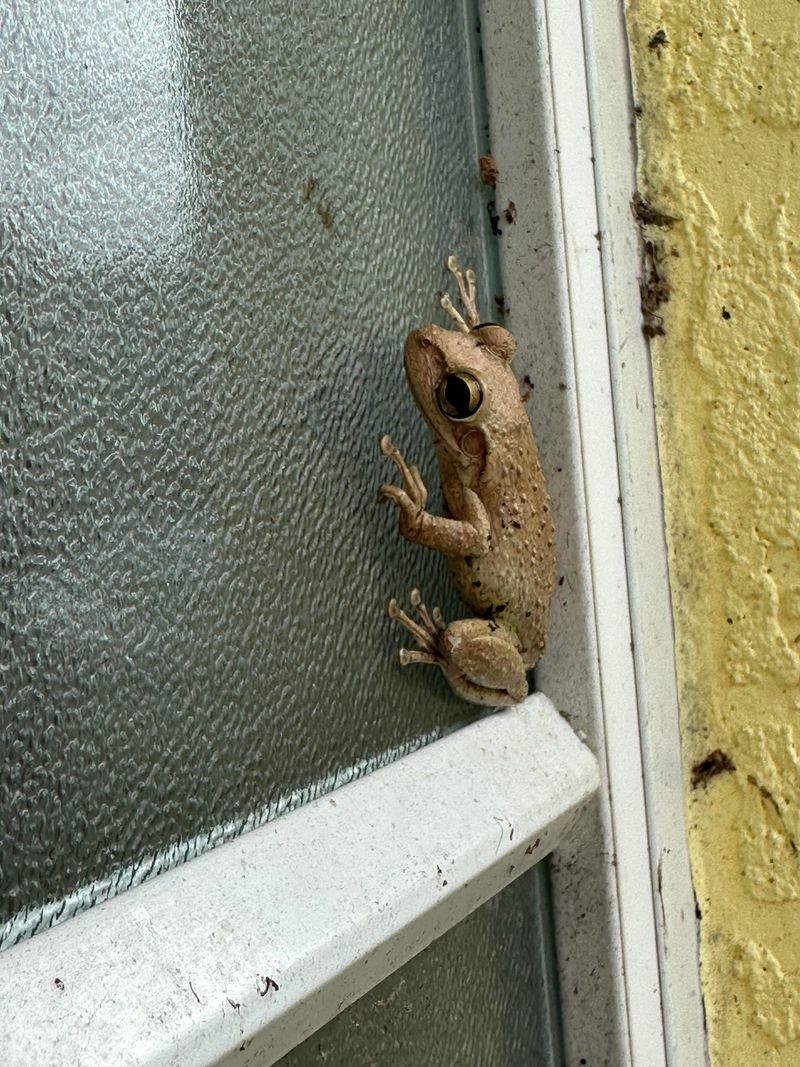 Look For Warty Skin On The Back, But Not The Head