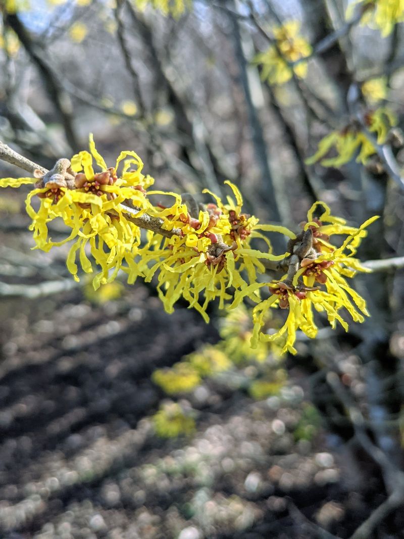 Look For Yellow, Spidery Flowers From October Into November