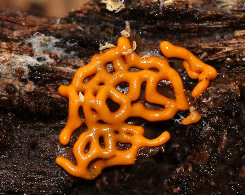 Look With Your Eyes, Not Your Fingers, Around Slime Mold Patches Look With Your Eyes, Not Your Fingers, Around Slime Mold Patches