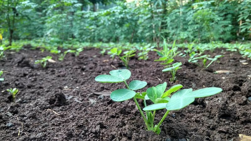 Loose, Sandy Soil Makes Digging Easy