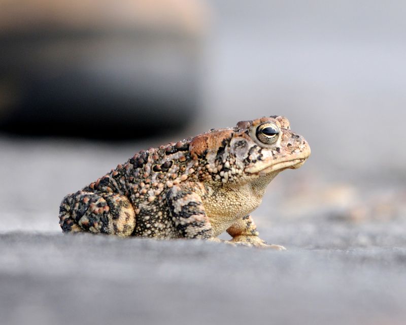 Loose Soil Gives Toads A Place To Shelter During The Day