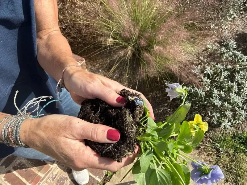 Loosen Roots When Planting Loosen Roots When Planting