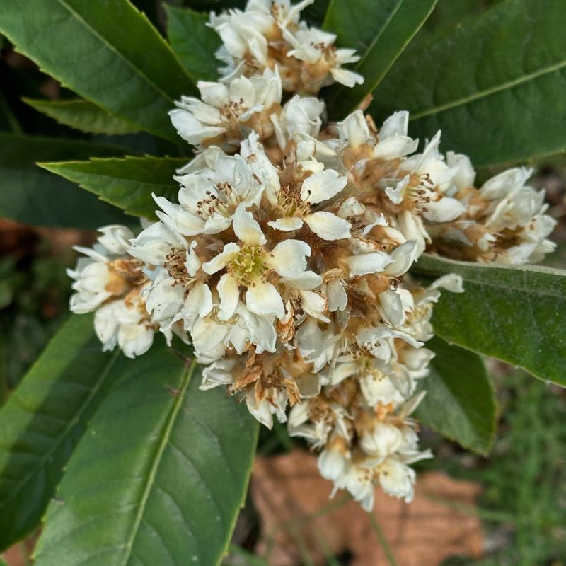 Loquats Follow A Very Different Flowering Schedule Loquats Follow A Very Different Flowering Schedule