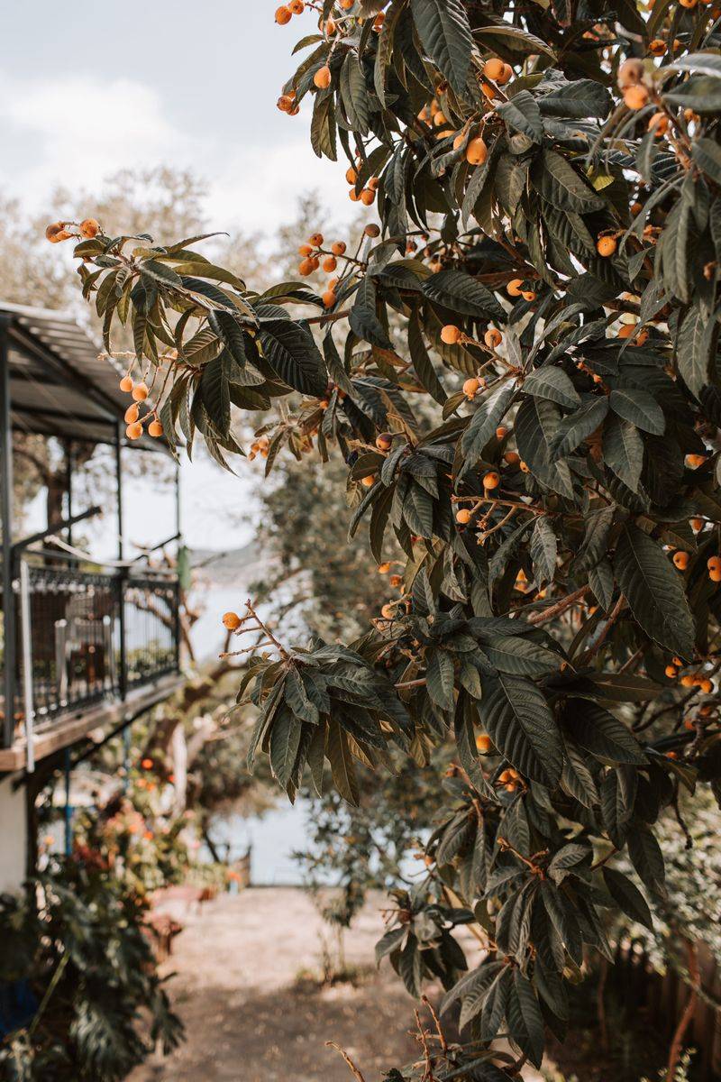 Loquats For The Coziest Courtyard Loquats For The Coziest Courtyard