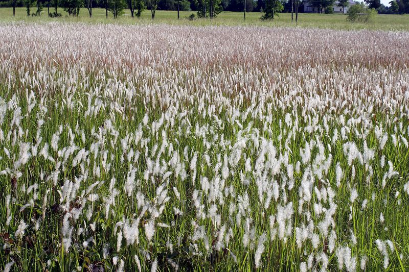 Louisiana Offers Help With Cogongrass Treatment