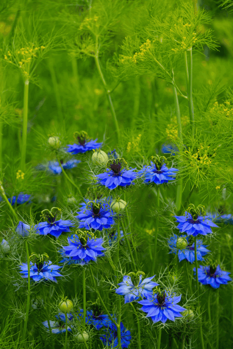 Love-In-A-Mist Sows Itself For Years