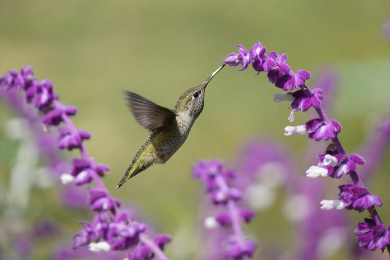 Loved By Hummingbirds And Butterflies Loved By Hummingbirds And Butterflies